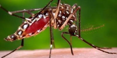 Upstate researchers mark World Dengue Day June 15